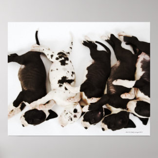 Fünf Harlequin Great Dane Welpen schlafen Poster