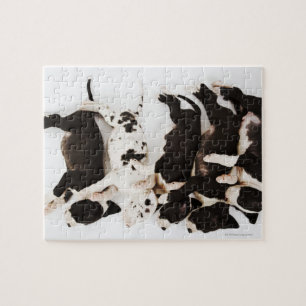 Fünf Harlequin Great Dane Welpen schlafen Puzzle