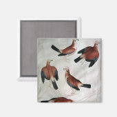 Fünf Jay aus dem Vallardi-Album Magnet (Vorderseite/Rückseite)