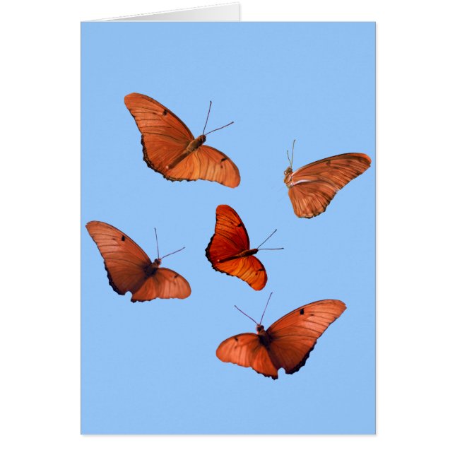 Fünf Julia-Schmetterlinge (Vorne)