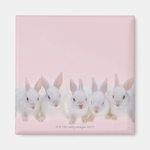 Fünf Kaninchen 2 Magnet