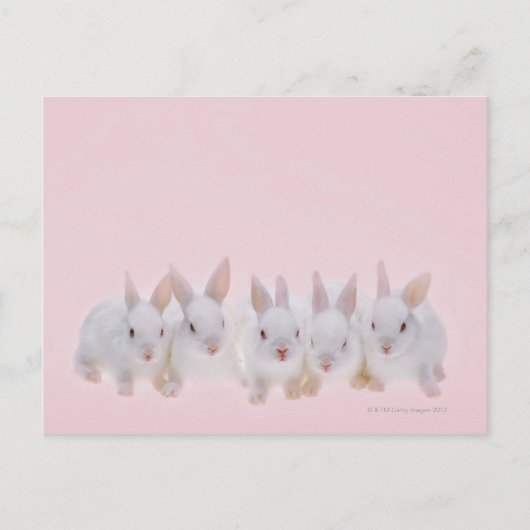 Fünf Kaninchen 2 Postkarte (Vorderseite)