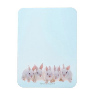 Fünf Kaninchen Magnet