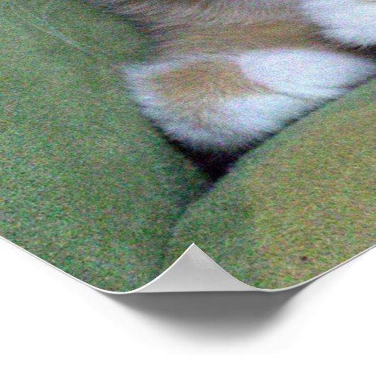 Fünf Orange Kätzchen auf dem Stuhl Poster (Ecke)