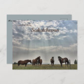 Fünf Pferde in Mortlach Saskatchewan Kanada Postkarte (Vorne/Hinten)