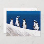 Fünf Pinguine auf einem Rock-Foto in Afrika Postkarte (Vorne/Hinten)