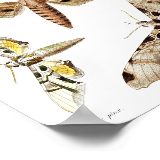 Fünf Sphinx-Motten Poster (Ecke)