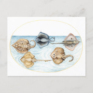 Fünf Stingrays Vintage-Illustration Postkarte