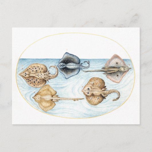 Fünf Stingrays Vintage-Illustration Postkarte (Vorderseite)