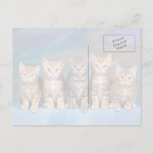Fünf Tabby Kätzchen, rot in einer Rohe Postkarte (Rückseite)