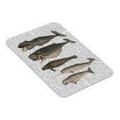 Fünf Vintage Wale Magnet (Rechte Seite)