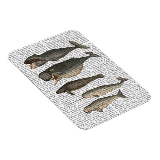 Fünf Vintage Wale Magnet (Rechte Seite)