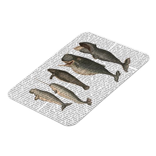 Fünf Vintage Wale Magnet (Linke Seite)