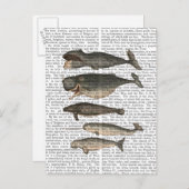 Fünf Vintage Wale Postkarte (Vorne/Hinten)