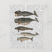 Fünf Vintage Wale Postkarte (Vorderseite)