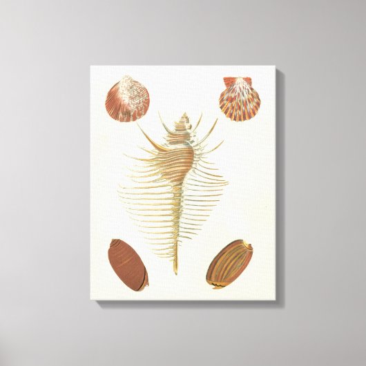 Fünf von einer Art Seashells Leinwanddruck (Vorderseite)