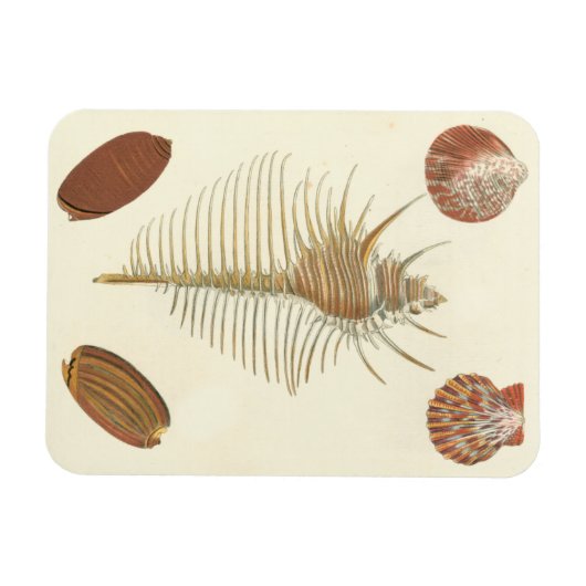 Fünf von einer Art Seashells Magnet (Horizontal)