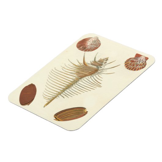 Fünf von einer Art Seashells Magnet (Linke Seite)