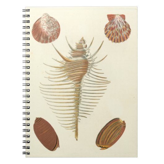 Fünf von einer Art Seashells Notizblock (Vorderseite)