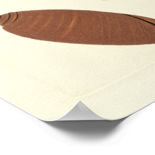 Fünf von einer Art Seashells Poster (Ecke)