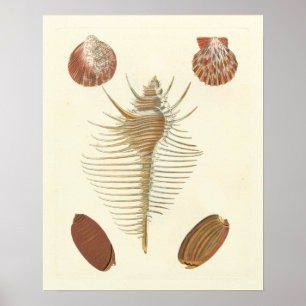 Fünf von einer Art Seashells Poster
