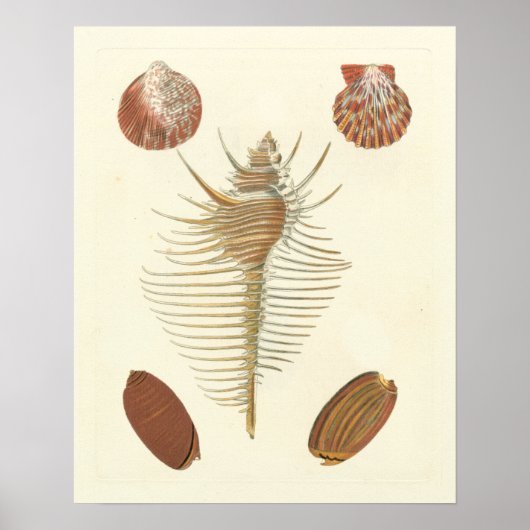 Fünf von einer Art Seashells Poster (Vorne)