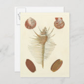Fünf von einer Art Seashells Postkarte (Vorne/Hinten)