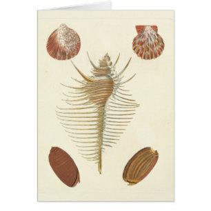 Fünf von nette Seashells