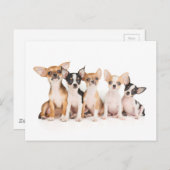 Fünf Welpen Postkarte (Vorne/Hinten)