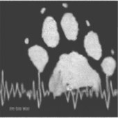 Fünf-Zehner-Wölf-Autoaufkleber Aufkleber (Vorderseite)