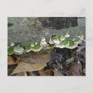 Fungi aus weißem und grünem Streifen Postkarte