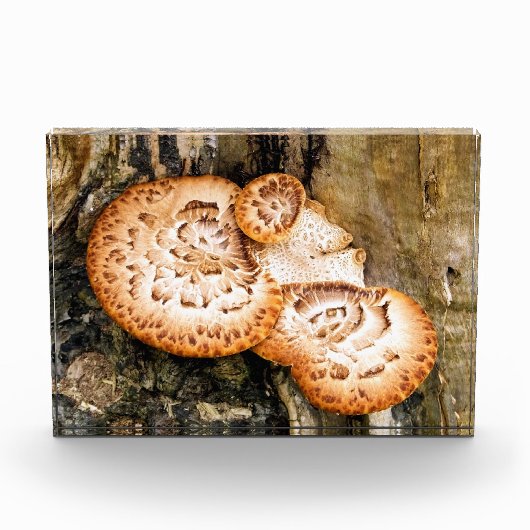 FUNGI   FOTOBLOCK (Vorderseite)