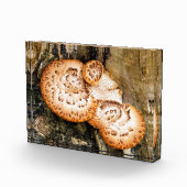 FUNGI   FOTOBLOCK (Rechts)