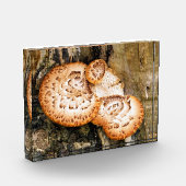 FUNGI   FOTOBLOCK (Links)