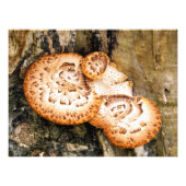FUNGI FOTODRUCK (Vorne)