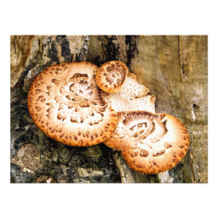FUNGI FOTODRUCK