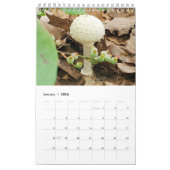 Fungi-Kalender 2026 Kalender (Jan 2026)
