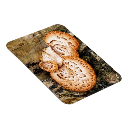 FUNGI MAGNET (Rechte Seite)