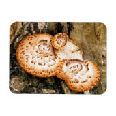 FUNGI MAGNET (Horizontal)