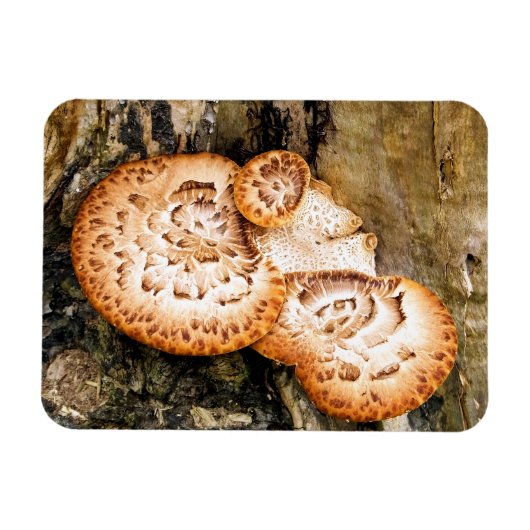 FUNGI MAGNET (Horizontal)