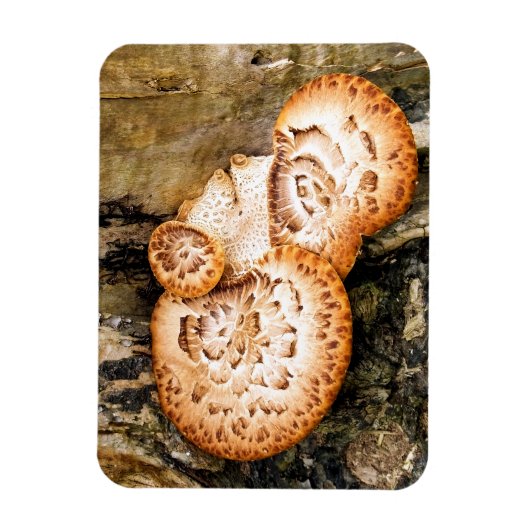 FUNGI MAGNET (Vertikal)