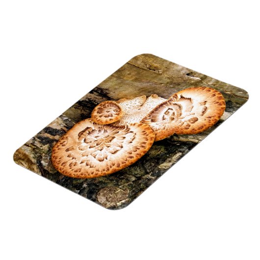 FUNGI MAGNET (Linke Seite)