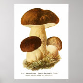 Fungi Poster (Vorne)