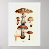 Fungi Poster (Vorne)
