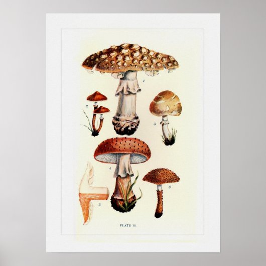 Fungi Poster (Vorne)