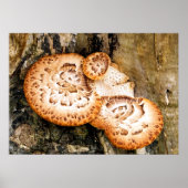 FUNGI POSTER (Vorne)