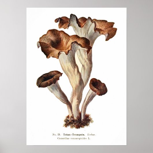 Fungi Poster (Vorne)