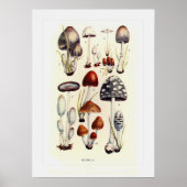 Fungi Poster (Vorne)