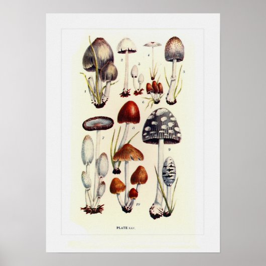 Fungi Poster (Vorne)