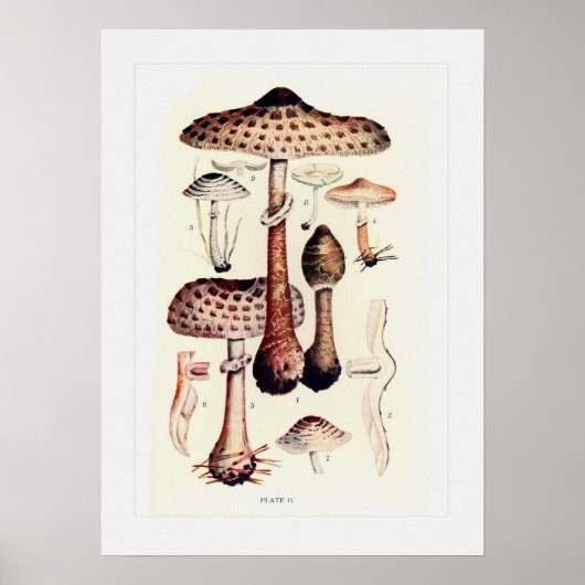 Fungi Poster (Vorne)